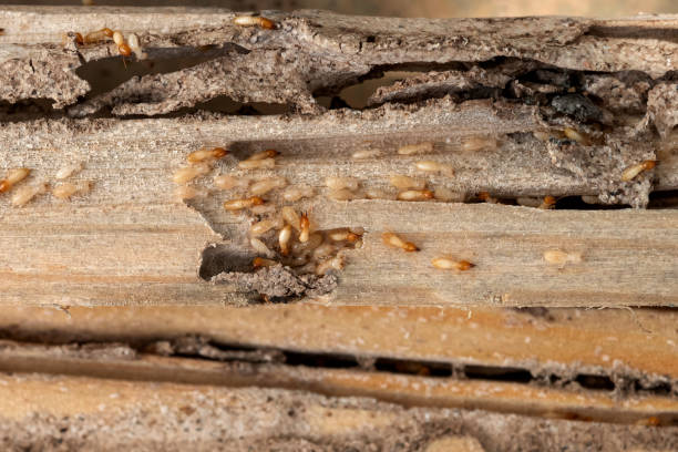 Best Bed Bug Extermination  in Vineyard, CA